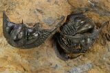 Onnia Trilobite Cluster - Blekos, Morocco #381641-2